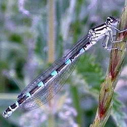 Coenagrion ornatum